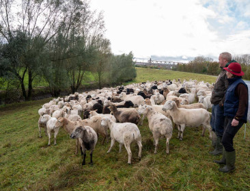 Onderzoekers zoeken geïnteresseerden in winterbegrazing met schapen