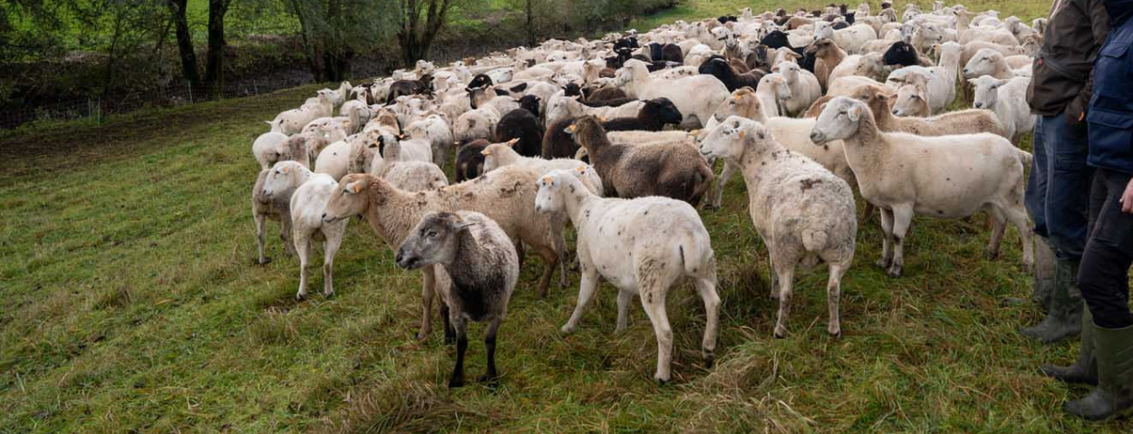 natuurlijke begrazing brug Dendermonde
