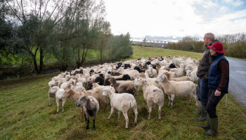 Onderzoekers zoeken geïnteresseerden in winterbegrazing met schapen
