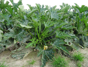 Courgetteplant zuivert vervuilde grond