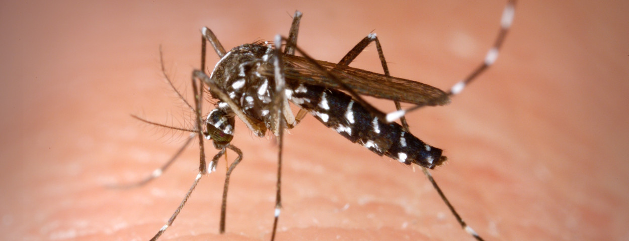 Aedes_Albopictus