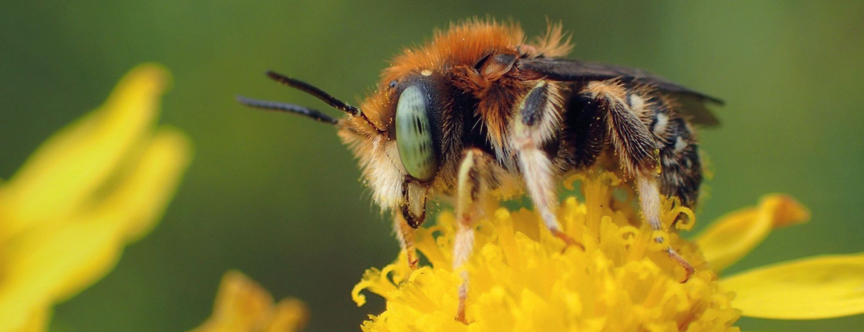 NT - Kleine wolbij_Anthidium punctatum_ m_StefanVerheyen12