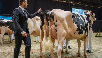 Methaanuitstoot kan weldra een parameter in de fokkerij worden