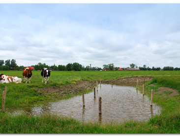 Natuurbeweging in ongelijk gesteld over poldergrasland