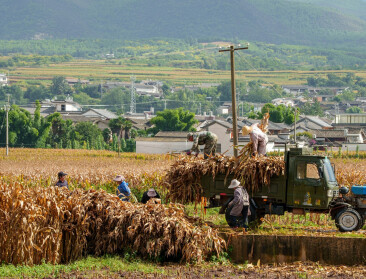 China legt landbouwkoers tot 2030 vast: meer oogst uit eigen grond