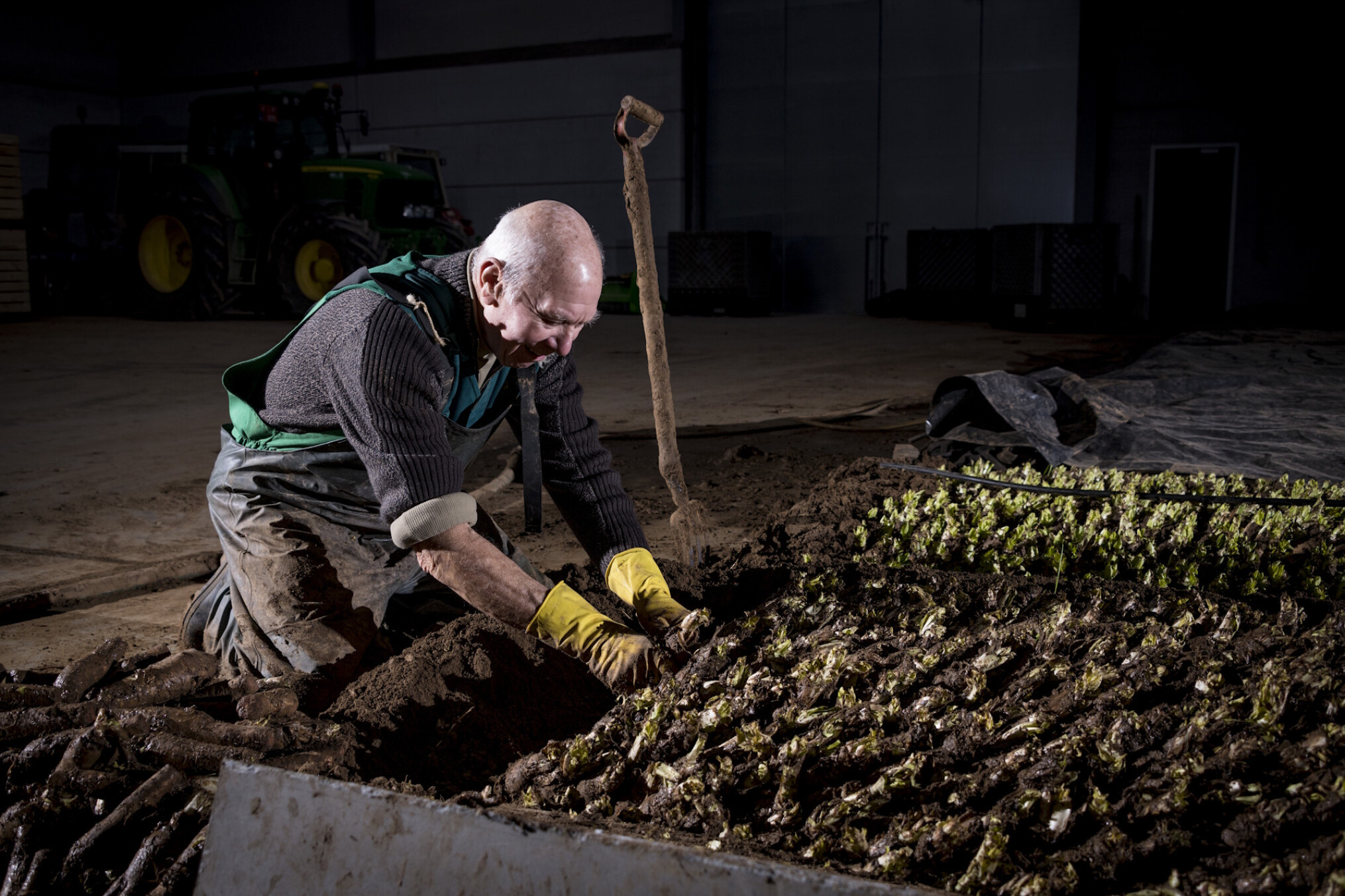 BrabantsGrondwitloof_Lander_Loeckx