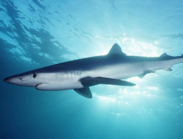 59 zoutwatervissen met uitsterven bedreigd