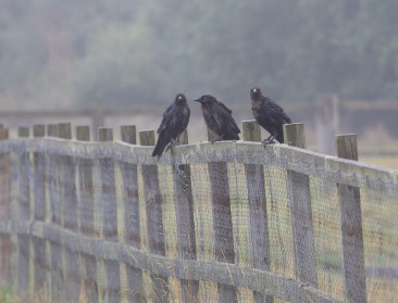 Boerenburen horendol door vogelschrikkanonnen: wat is het alternatief?