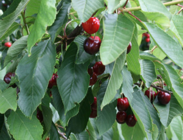 Vroege kersenoogst vernietigd door regenweer