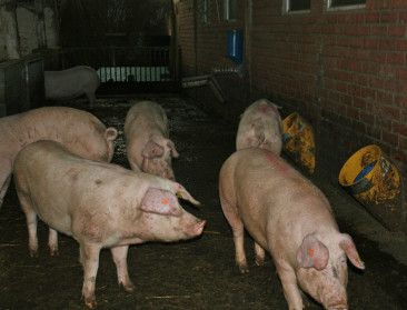 "Handelsverdrag met Japan moet EU-varkensmarkt redden"