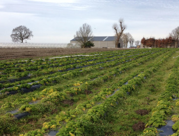 Bioverordering door landbouwcommissie EU-Parlement