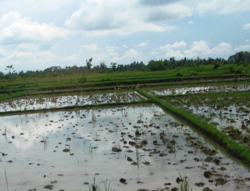 Simpele vorenploeg halveert waterverbruik in rijstteelt