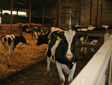 Nieuw geval runder-tbc verontrust veehouders