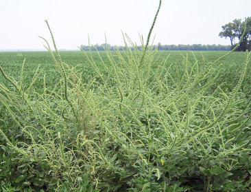 Resistente amarant teistert Amerikaanse maïsteelt