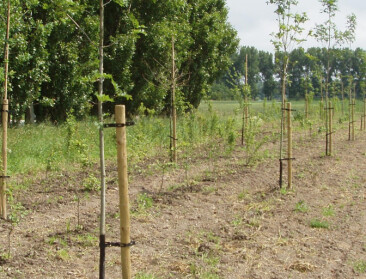 Bostoename in Vlaanderen gehalveerd