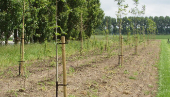 Bostoename in Vlaanderen gehalveerd