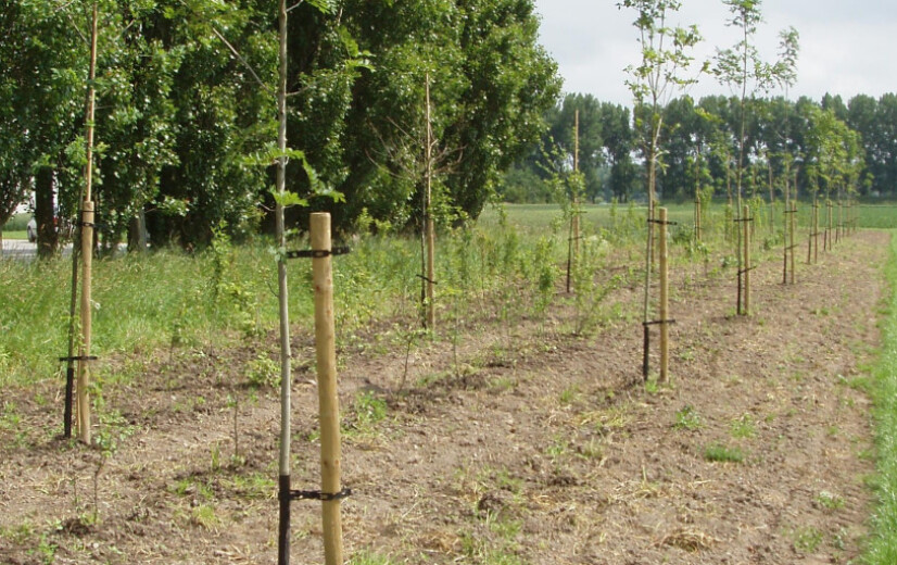 Bostoename in Vlaanderen gehalveerd