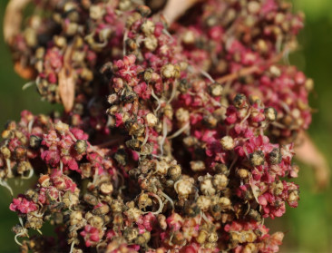 Quinoa voor het eerst in Vlaamse (proef)velden