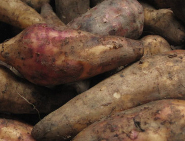 Limburg op zoek naar innovatie in de groenteteelt