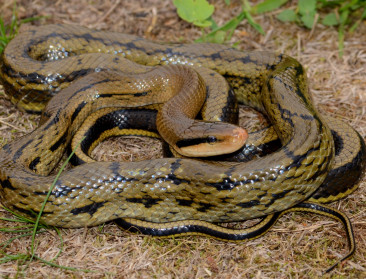 Spoor van Hasselt geplaagd door Chinese prachtslangen