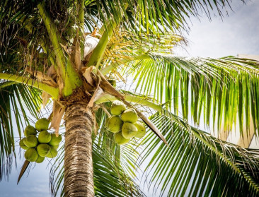 KU Leuven ontwikkelt techniek om kokospalmen efficiënt te vermeerderen