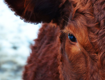 Veldverkenners zet cijfers vlees en klimaat op een rij