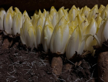 Nieuwe witloofboeren krijgen 50% korting op huur Vilvoordse grond