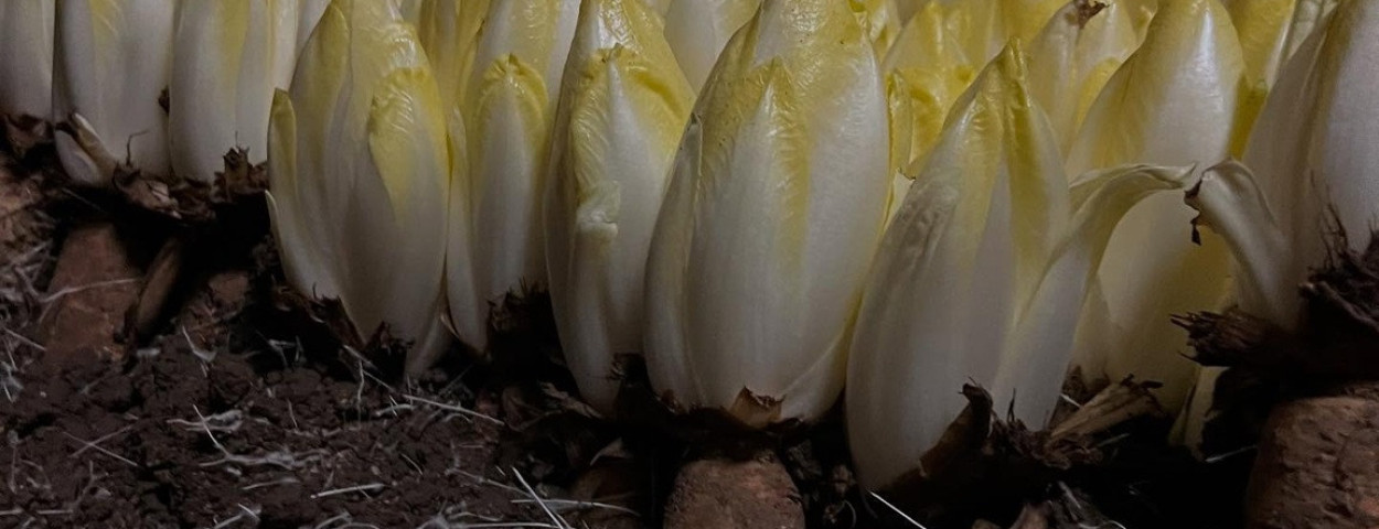 grondwitloof-BelgianFreshFoodInstitute