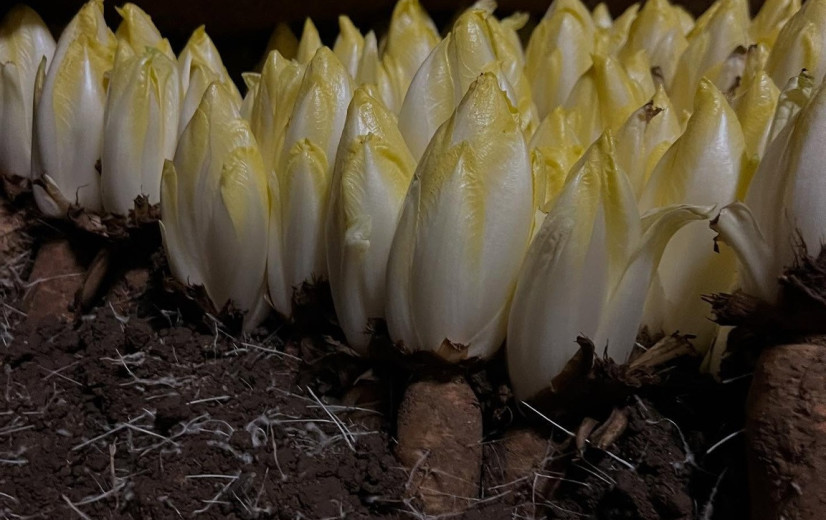 Nieuwe witloofboeren krijgen 50% korting op huur Vilvoordse grond