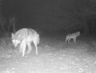 Niet alle dode schapen zijn toe te schrijven aan wolven