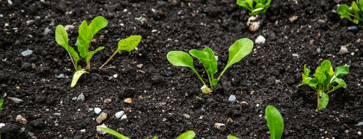 plantjes groei mest_unsplash