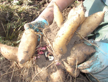 Tien keer meer yacon bij REO Veiling dan vorig jaar