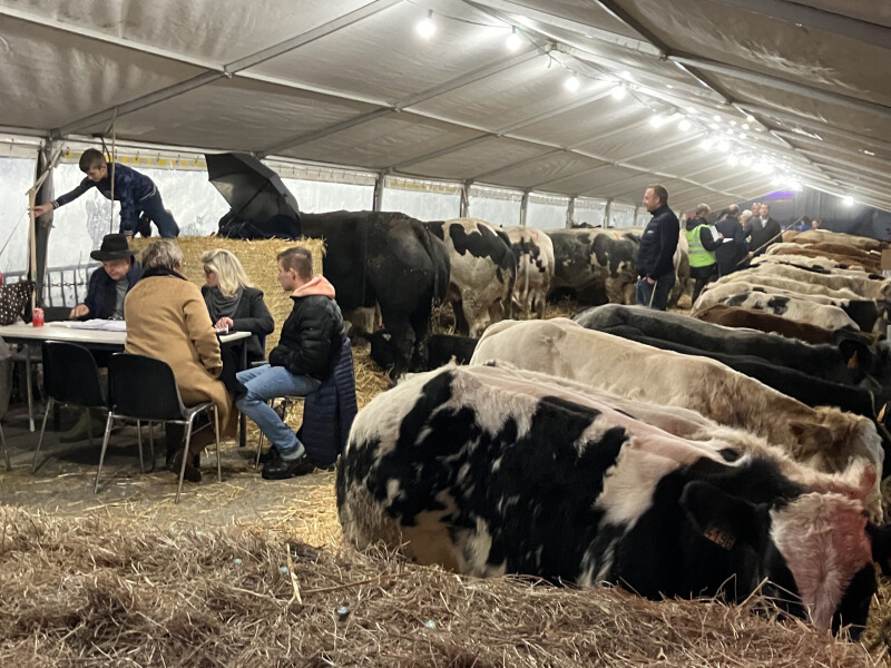 jaarmarkt sint lievens houtem veiling vee