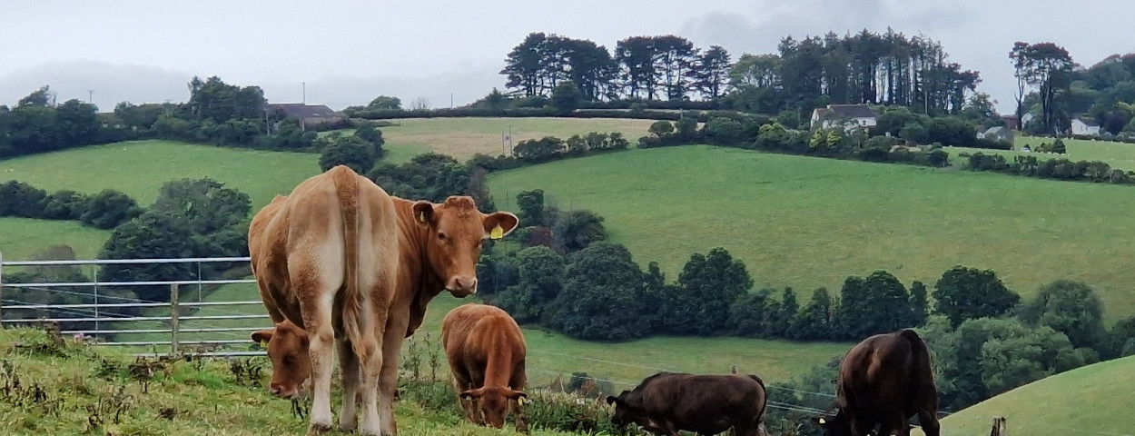 Ierse koeien weide_unsplash