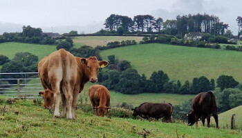 Ierland moet natuurtoets koppelen aan mestderogatie: duizenden Ierse veehouders in zelfde schuitje als Vlaamse
