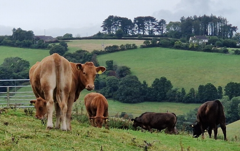 Ierland moet natuurtoets koppelen aan mestderogatie: duizenden Ierse veehouders in zelfde schuitje als Vlaamse