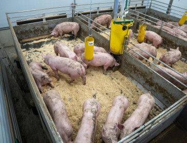 Vlaamse boeren bezoeken bewegende stalvloer in Nederland: minder ammoniakuitstoot en lagere mestafzetkosten