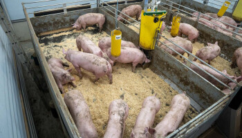 Vlaamse boeren bezoeken bewegende stalvloer in Nederland: minder ammoniakuitstoot en lagere mestafzetkosten