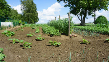 Wat moestuiniers kunnen leren van landbouwers over gewasbescherming