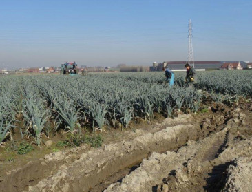 Intensieve begeleiding van boeren bij bemesting loont