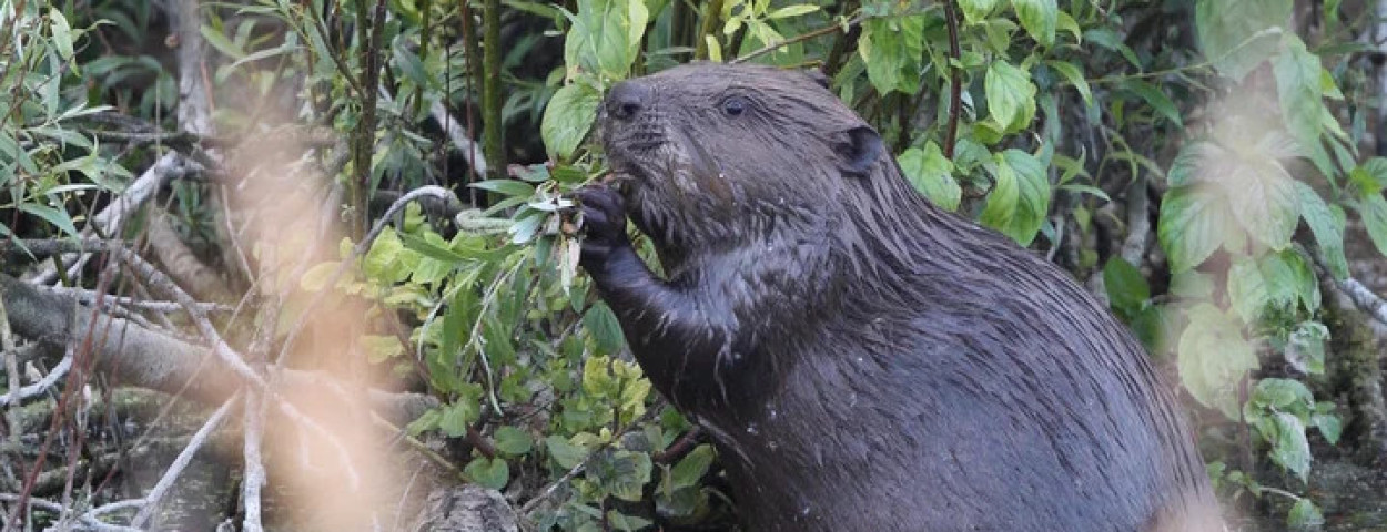 bever2_rupelmonde-c-wimdeloddere