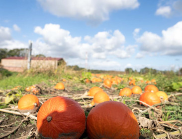 Aldi stopt met biopompoenen: bioboer uit Deftinge moet op zoek naar alternatieve afzet