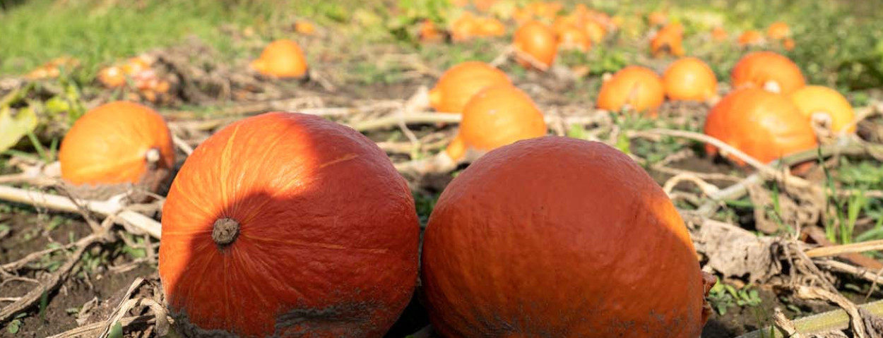 pompoenen op het land