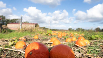 Aldi stopt met biopompoenen: bioboer uit Deftinge moet op zoek naar alternatieve afzet