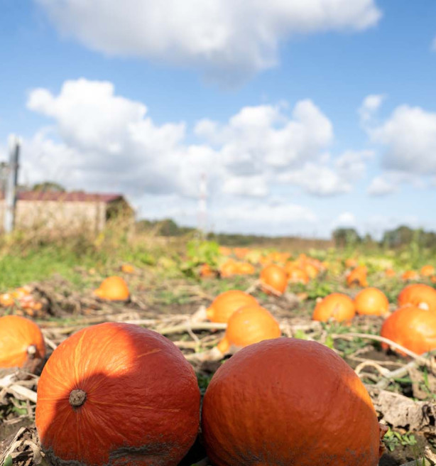Trick or treat? Pompoenverkoop piekt richting Halloween