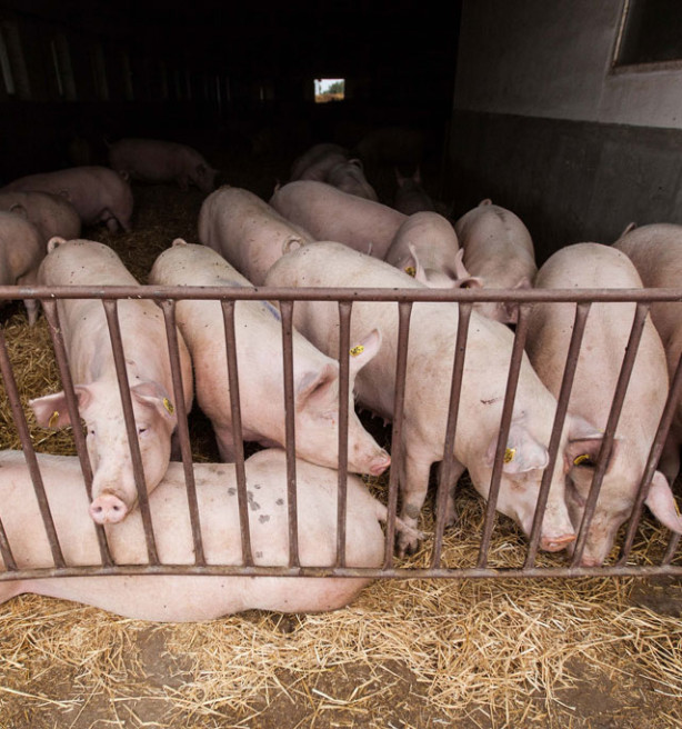 Niet elke sector vertrok van dezelfde startpositie richting stikstofdoel 2030