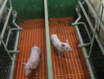 Varkenssector kent flinke krimp op twee jaar tijd