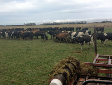 Melkveehouder in VS valt terug op inkomensverzekering