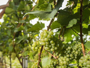 Belgische wijnproductie groeide in 2017 met 12%