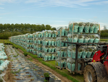 “Chrysantenproductie daalt sneller dan traditie van kerkhofplant”